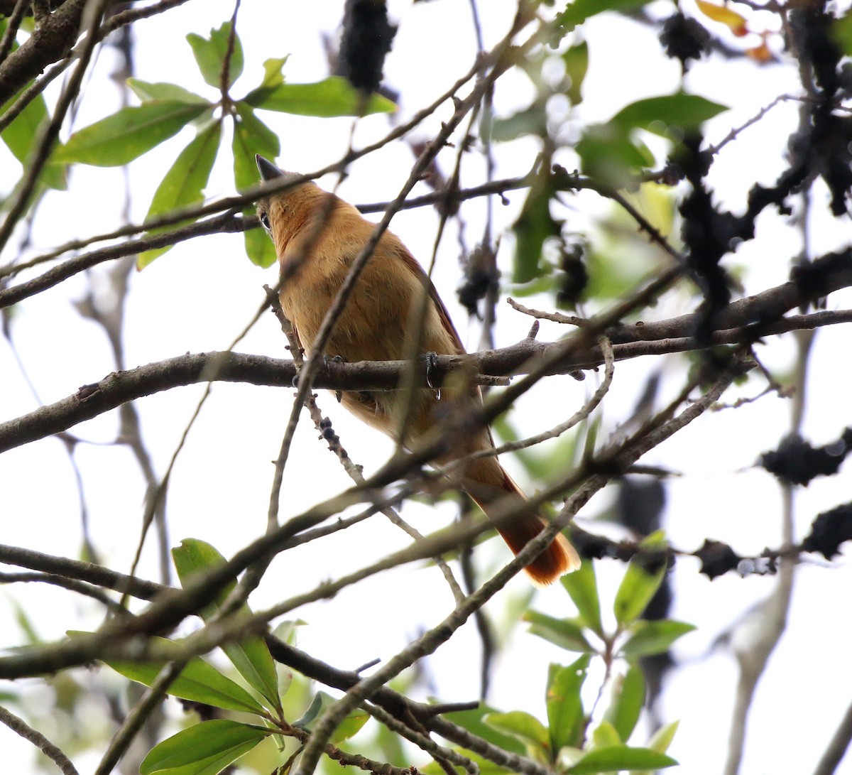 Бекард каштановий - ML645850845