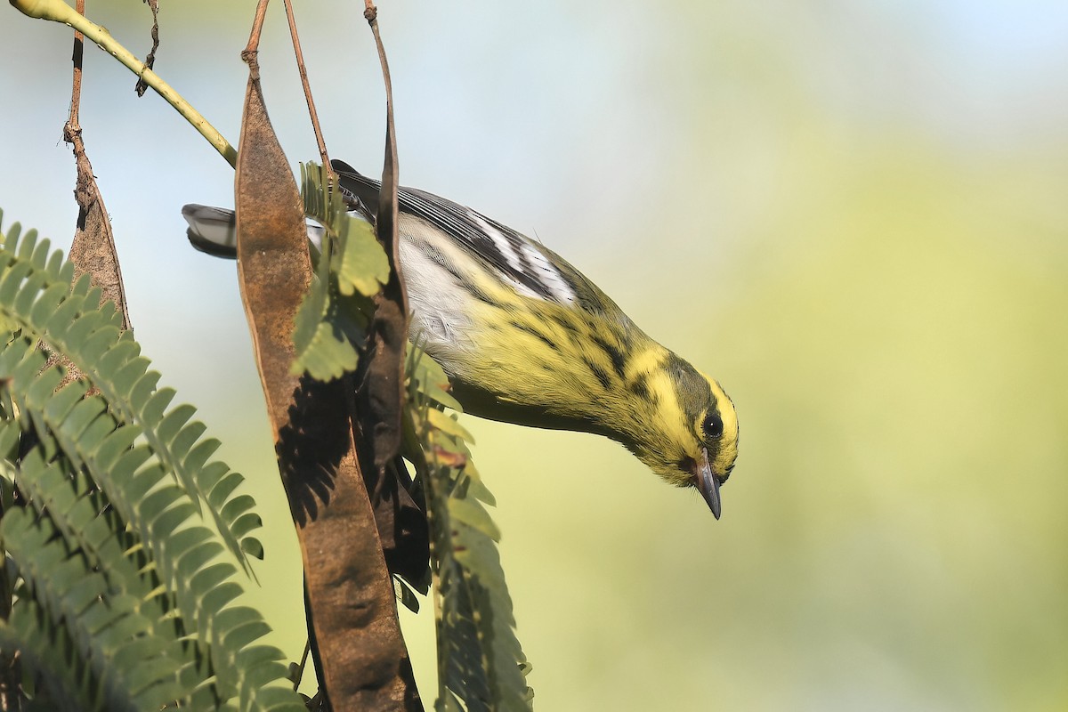 Townsend's Warbler - ML645850846