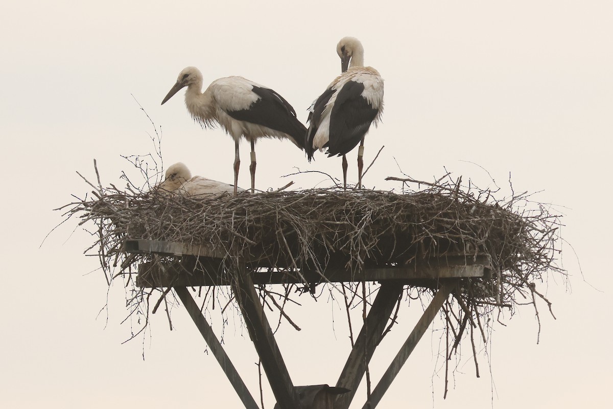 White Stork - ML645850855