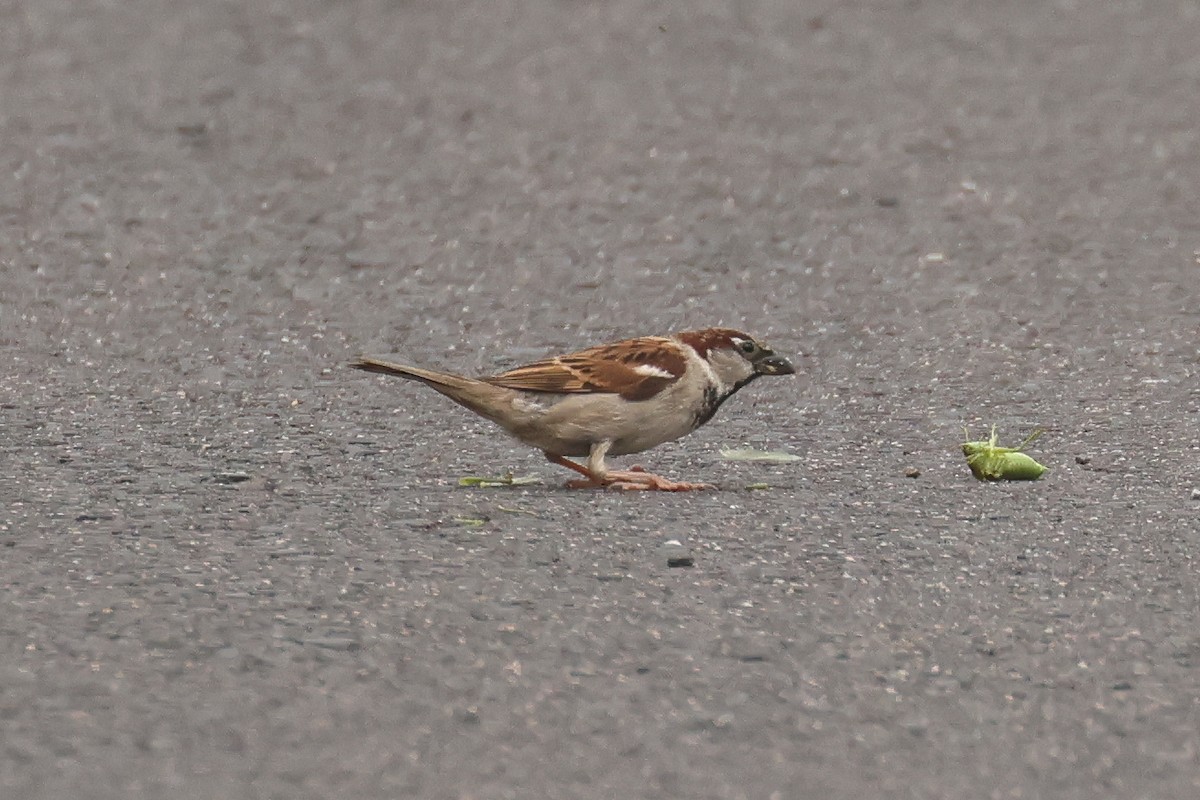 House Sparrow - ML645850860