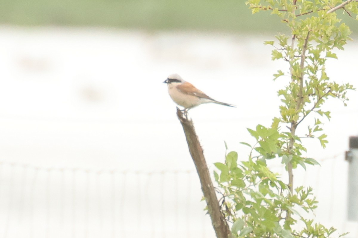 Red-backed Shrike - ML645850864
