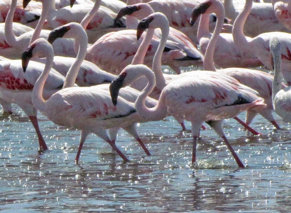 Zwergflamingo - ML645850867