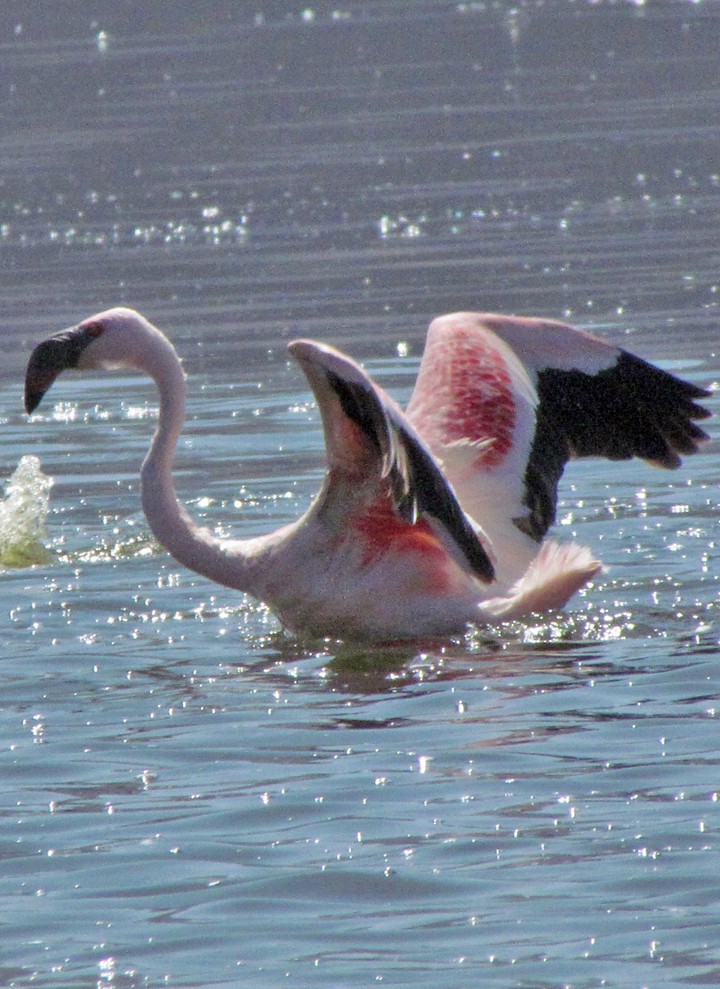 Zwergflamingo - ML645850868