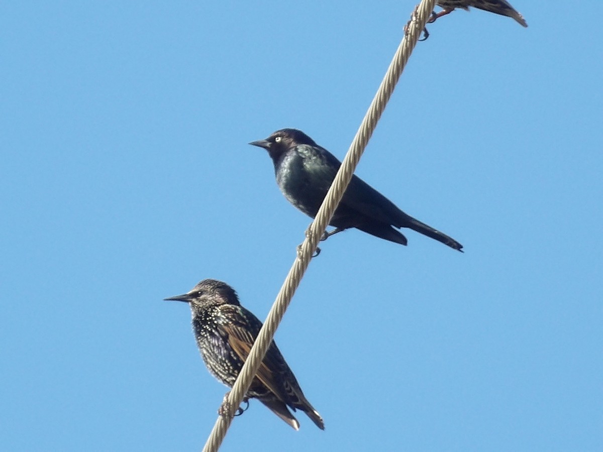 Brewer's Blackbird - ML645850876