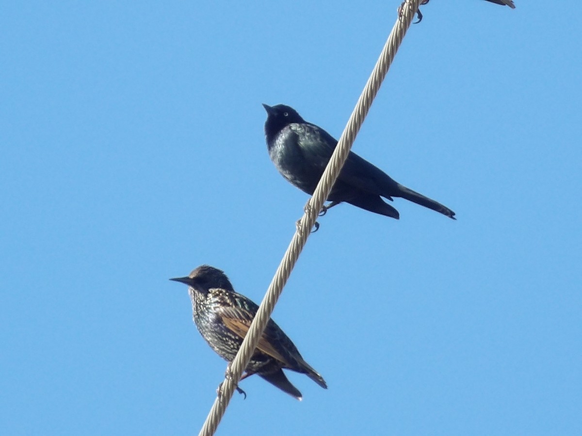 Brewer's Blackbird - ML645850877