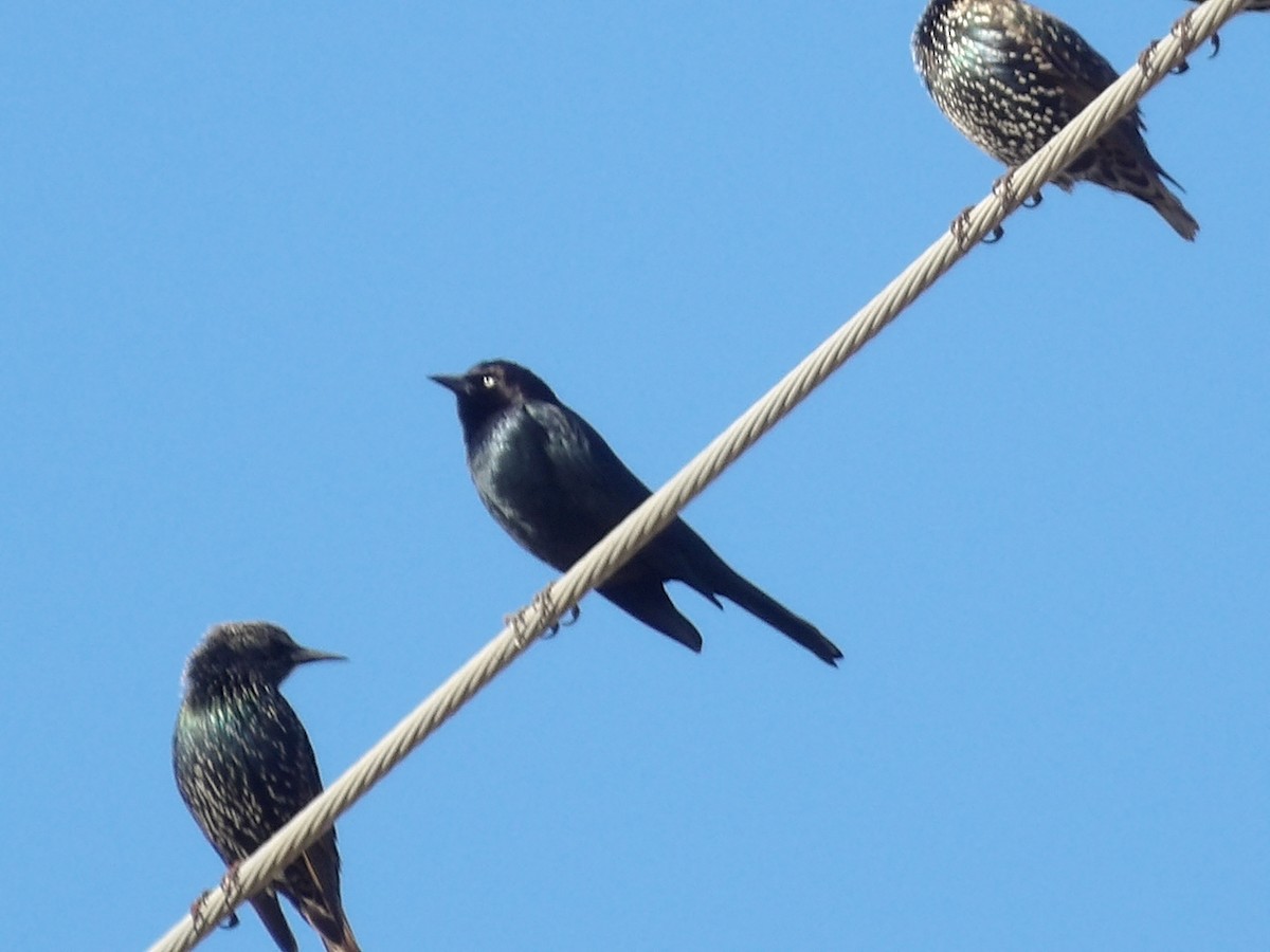 Brewer's Blackbird - ML645850878