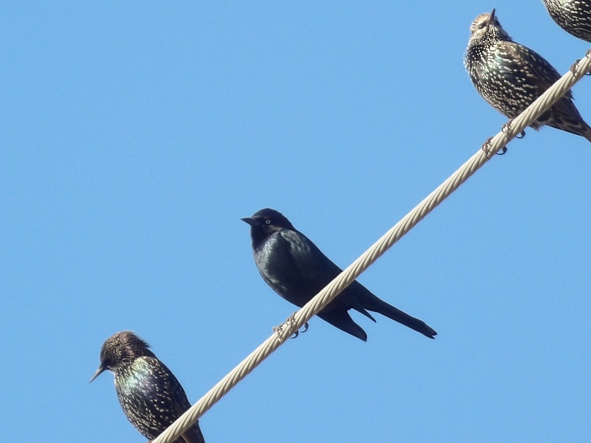 Brewer's Blackbird - ML645850879