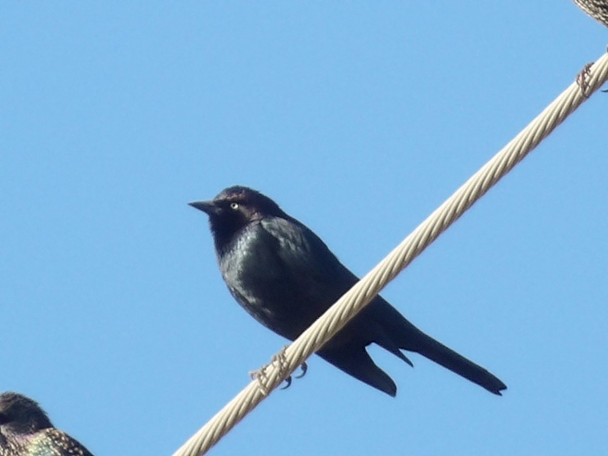 Brewer's Blackbird - ML645850880