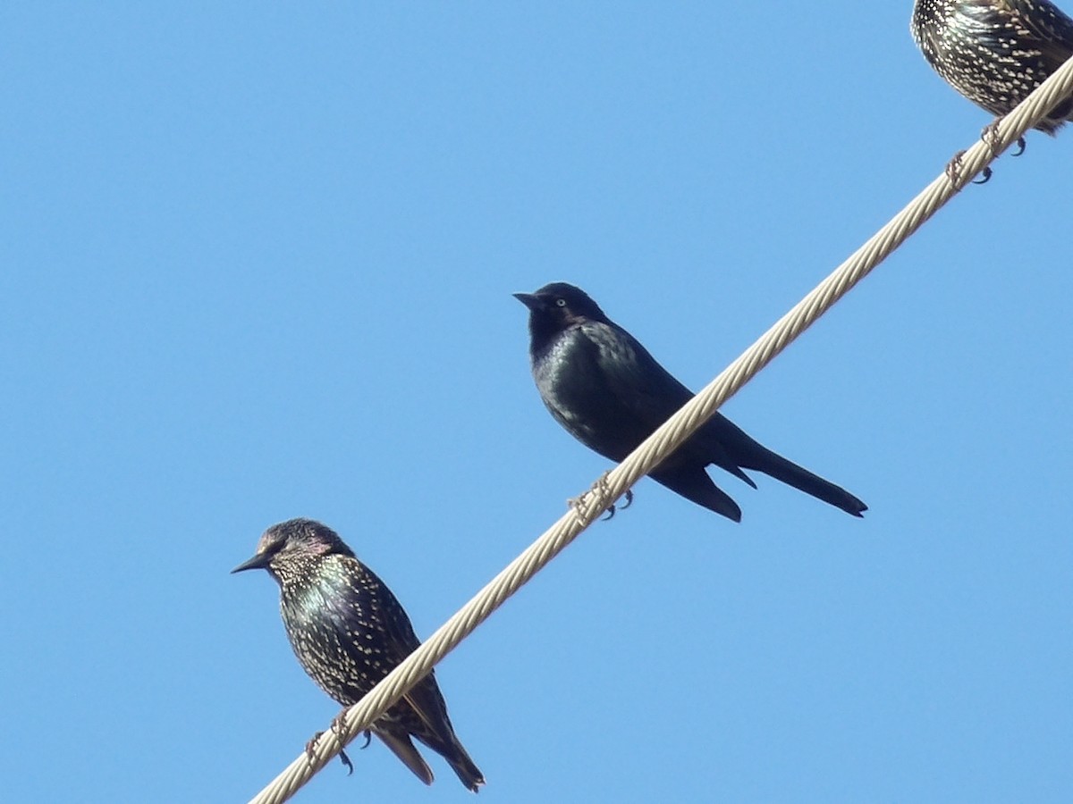 Brewer's Blackbird - ML645850881