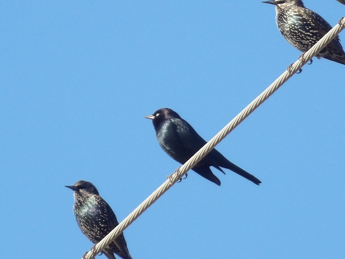 Brewer's Blackbird - ML645850882