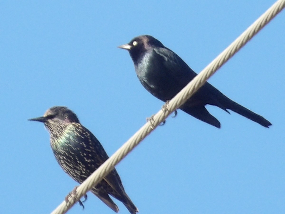 Brewer's Blackbird - ML645850883