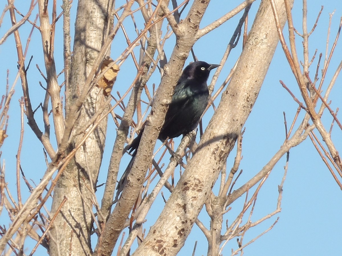 Brewer's Blackbird - ML645850884