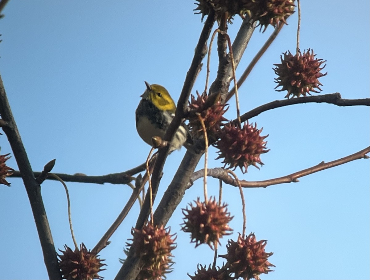 Black-throated Green Warbler - ML645850886