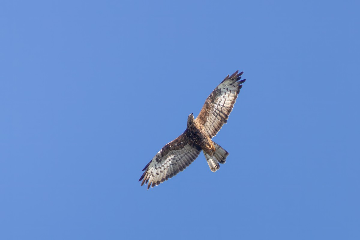 European Honey-buzzard - ML645850888