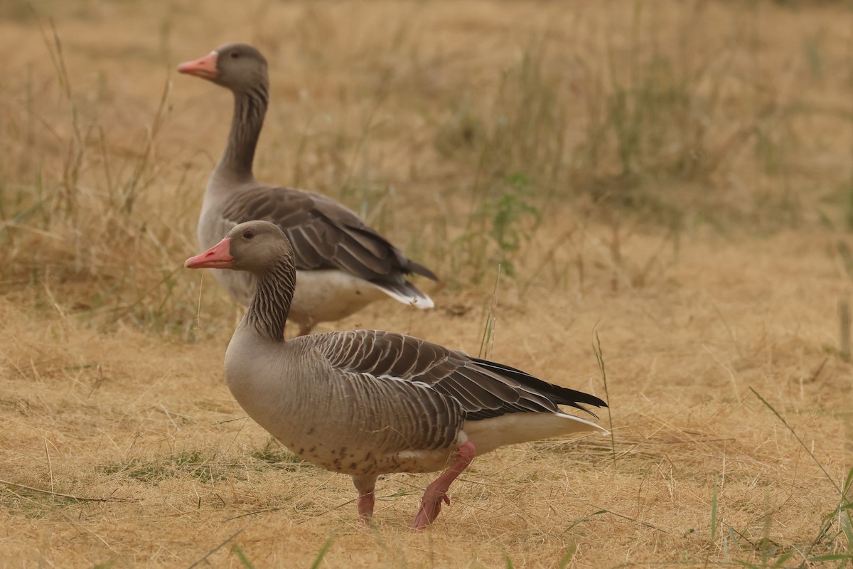 Graylag Goose - ML645850889