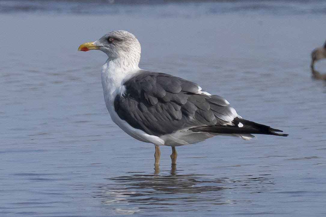 Zafferano - ML645850895