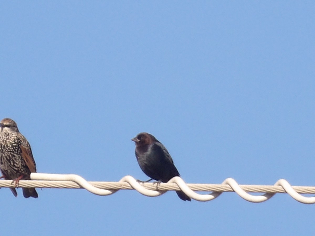 Braunkopf-Kuhstärling - ML645850907