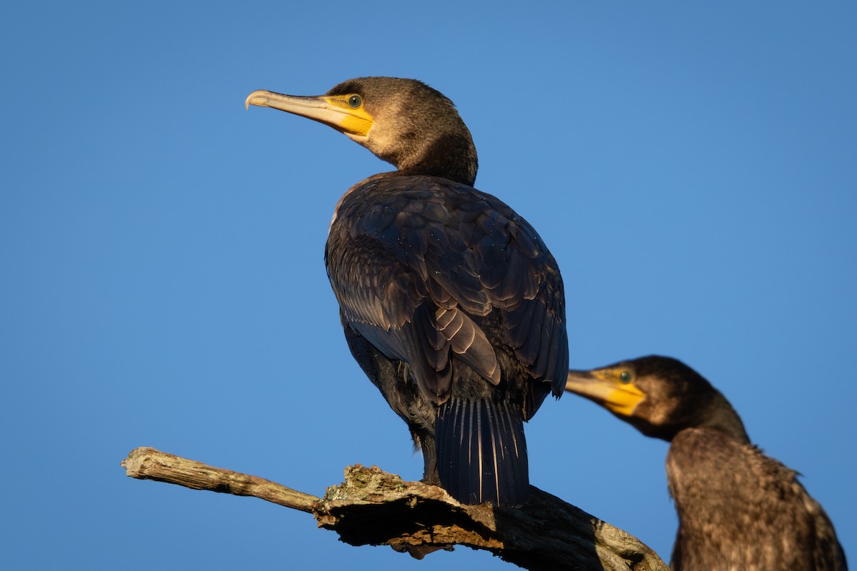 kormorán velký - ML645850911