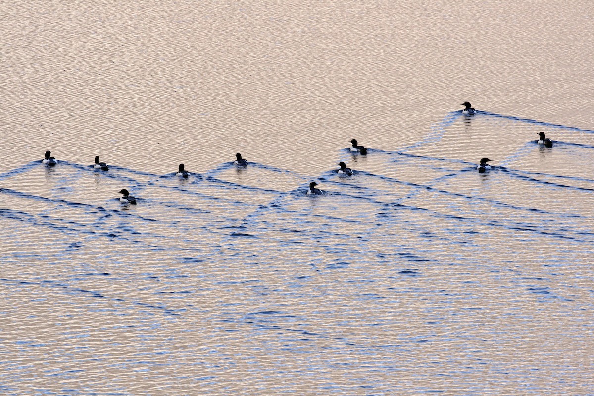 laksand - ML645850919