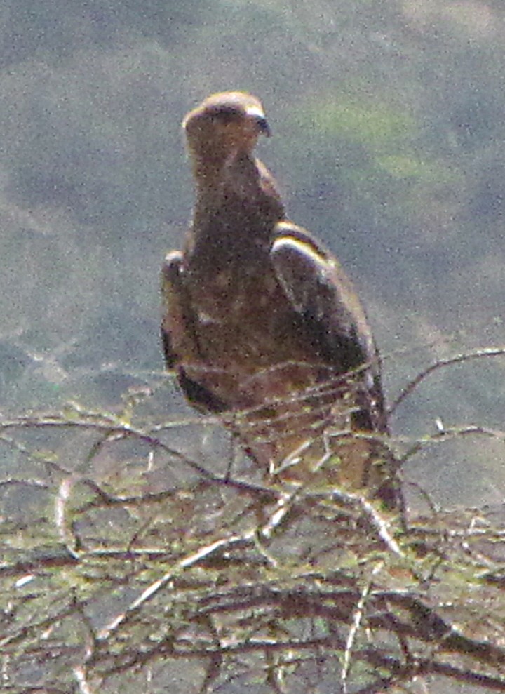 Lesser Spotted Eagle - ML645850925