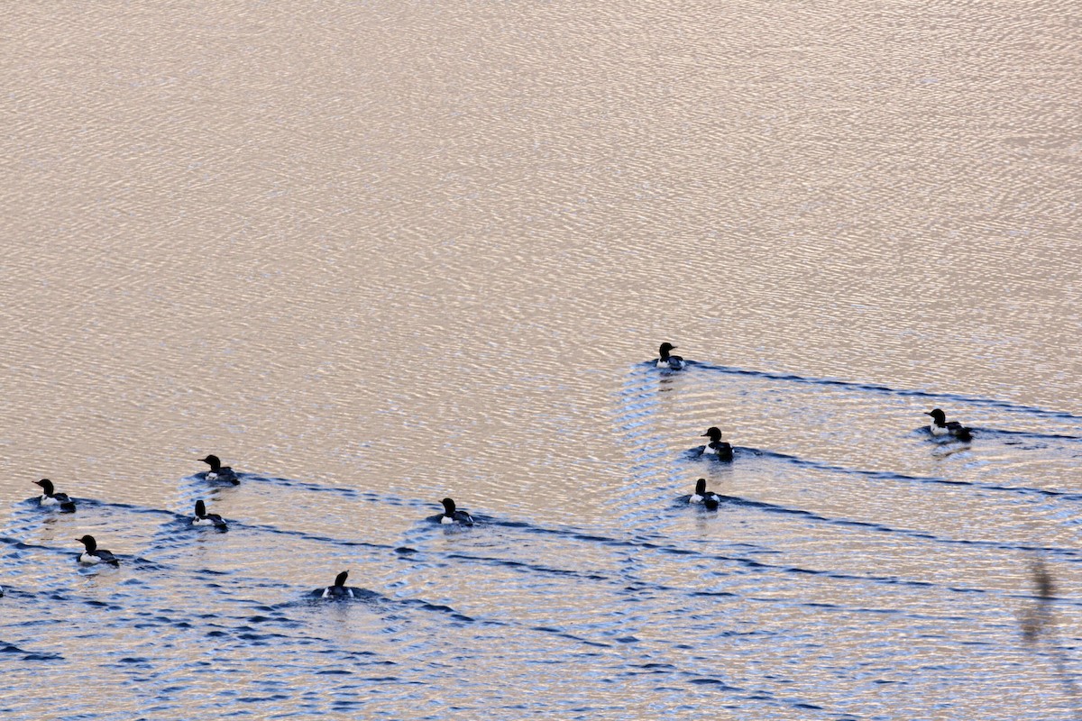 laksand - ML645850930