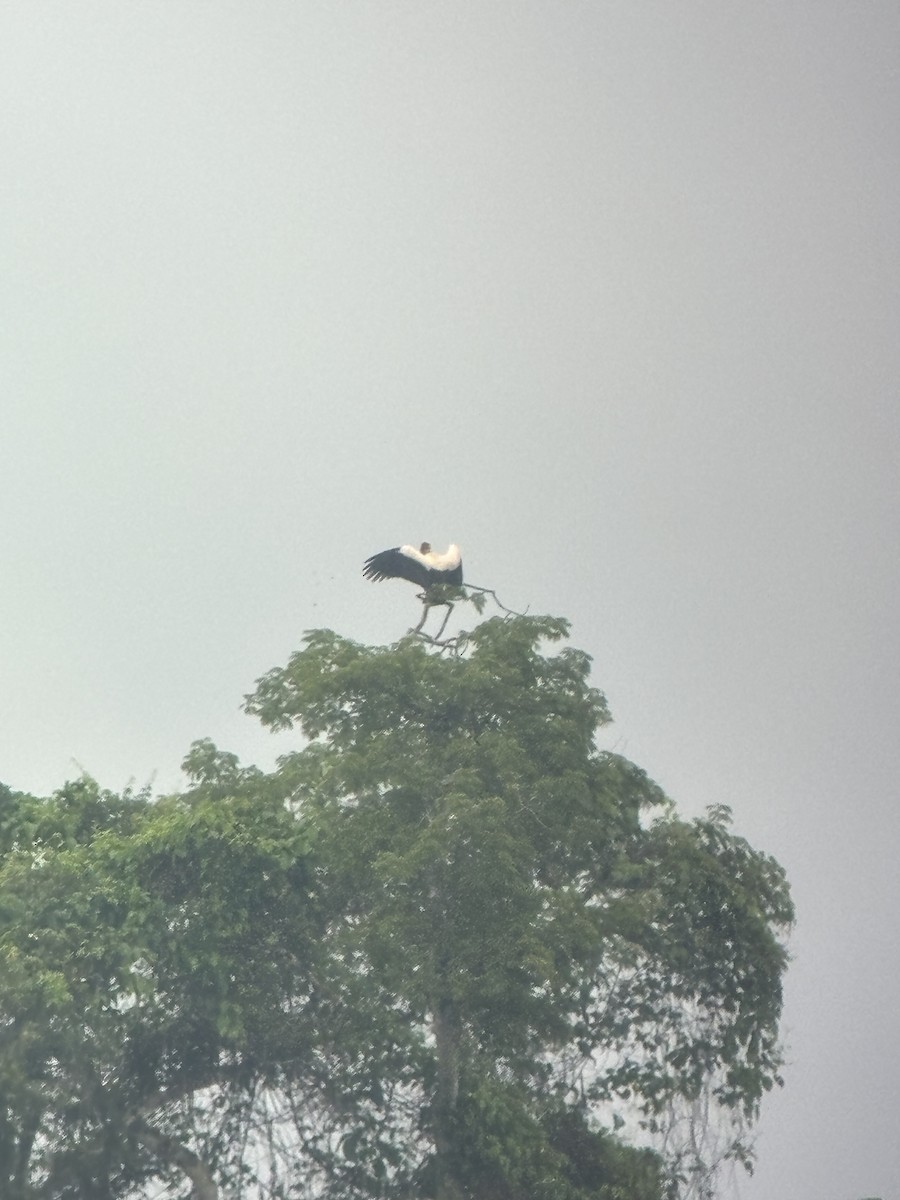 King Vulture - ML645850935