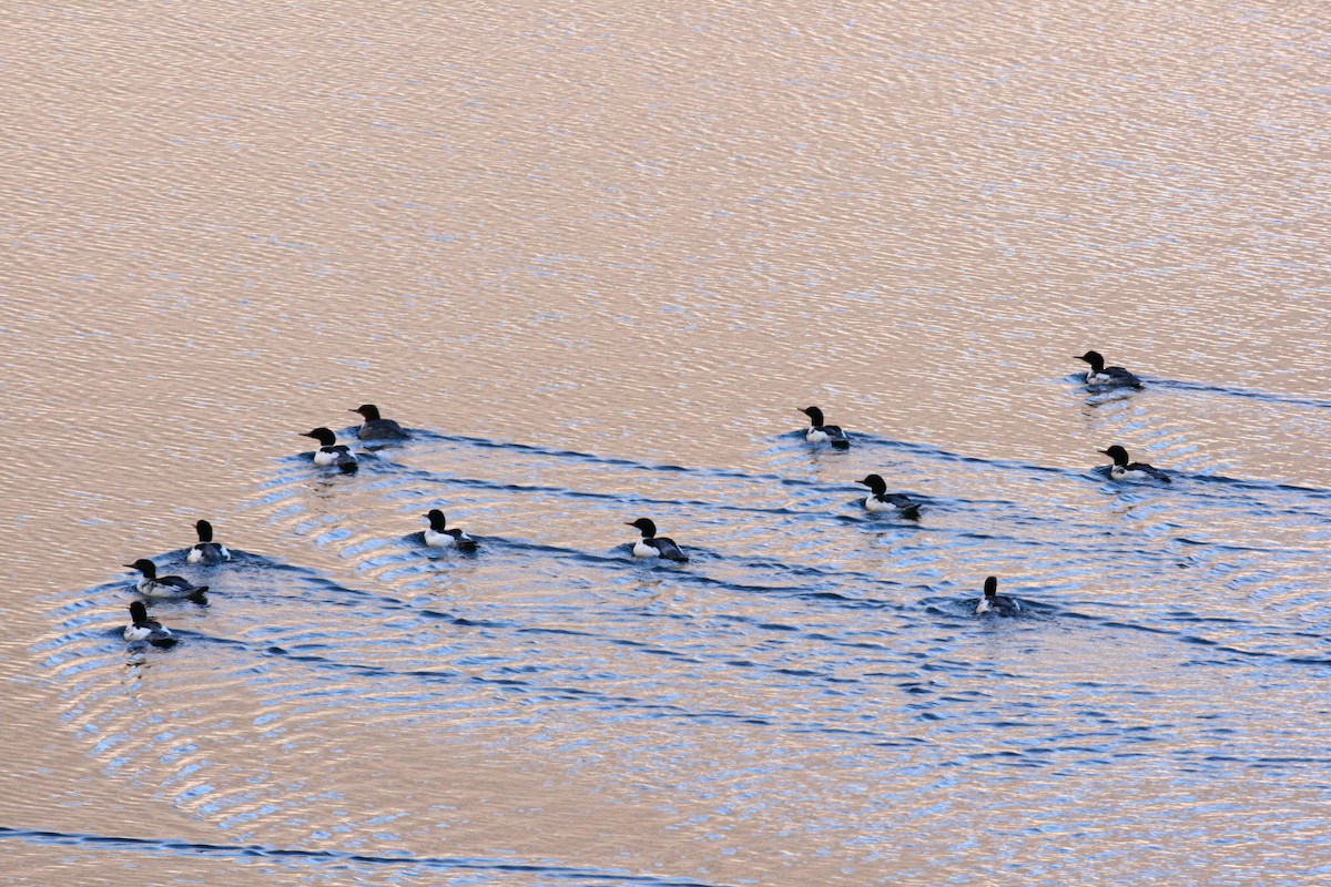 laksand - ML645850940