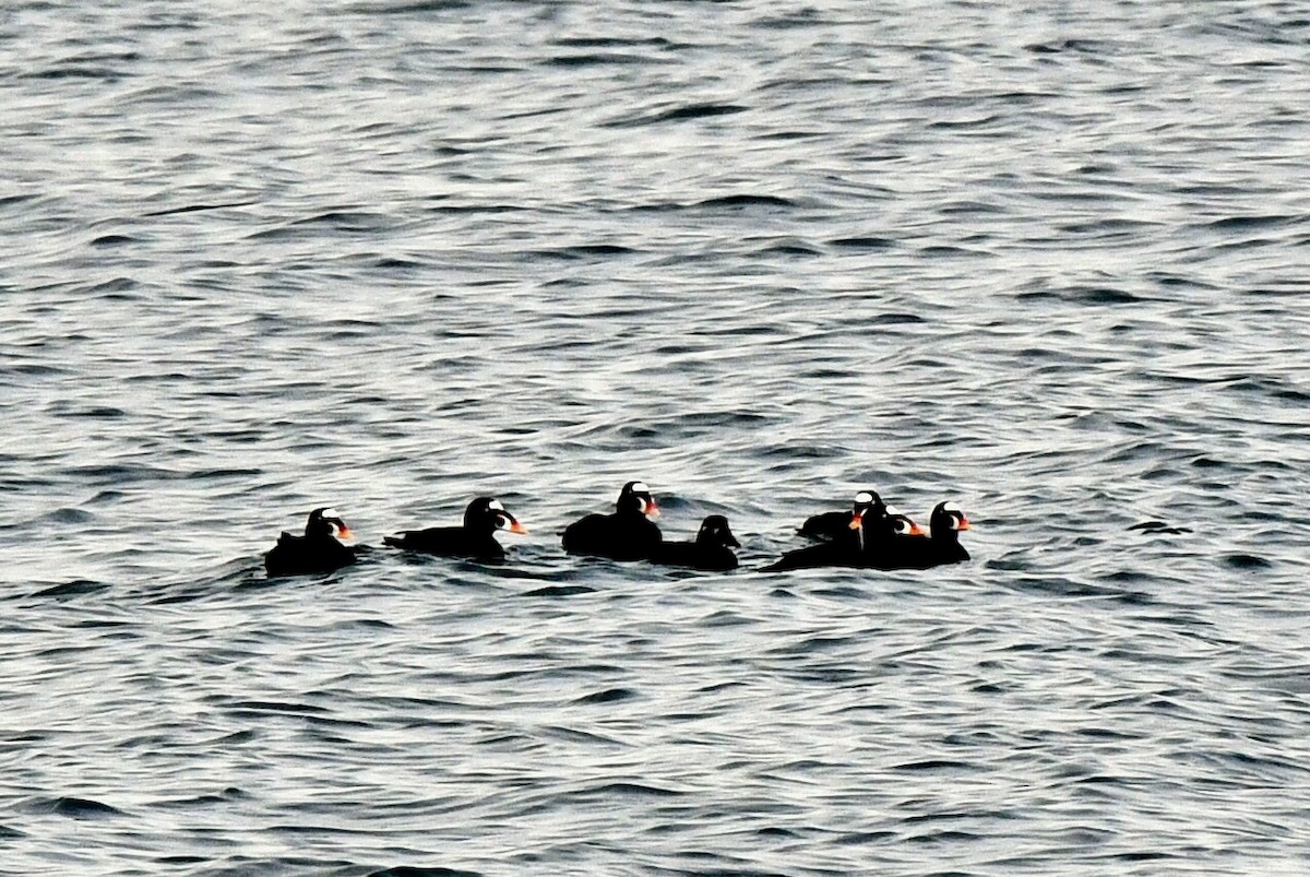 Negrón Careto - ML645850950