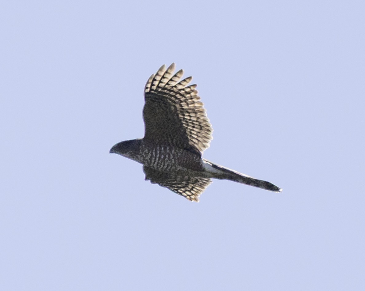 Cooper's Hawk - ML645850952