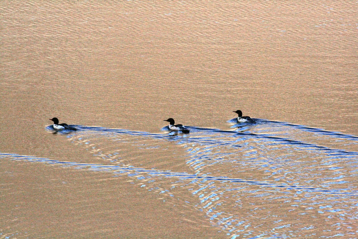 laksand - ML645850958