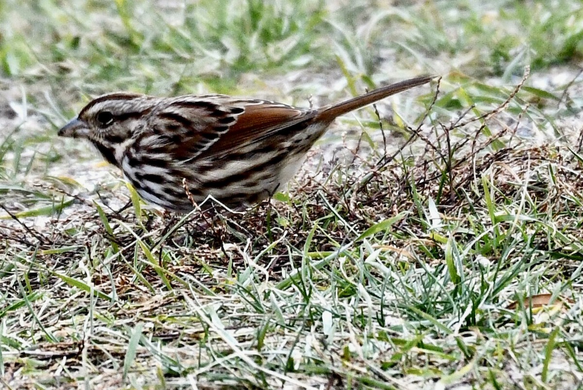 Chingolo Cantor - ML645850967