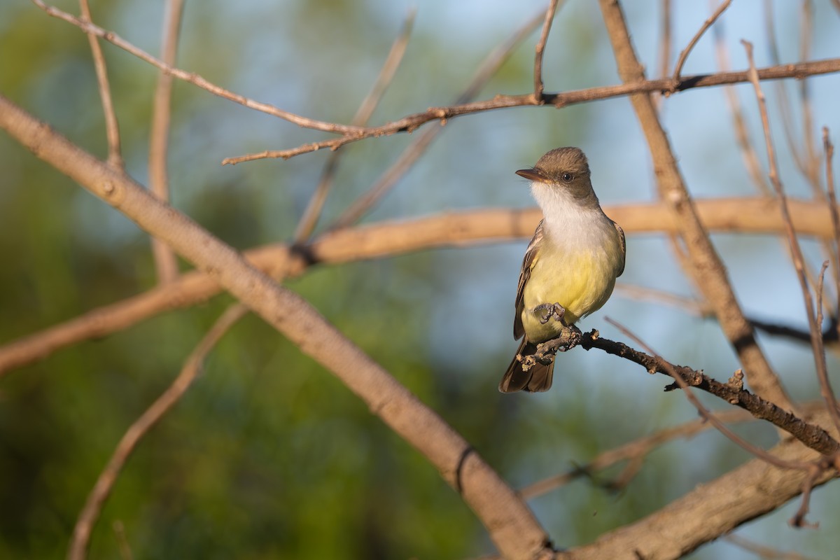 Swainson's Flycatcher - ML645850970