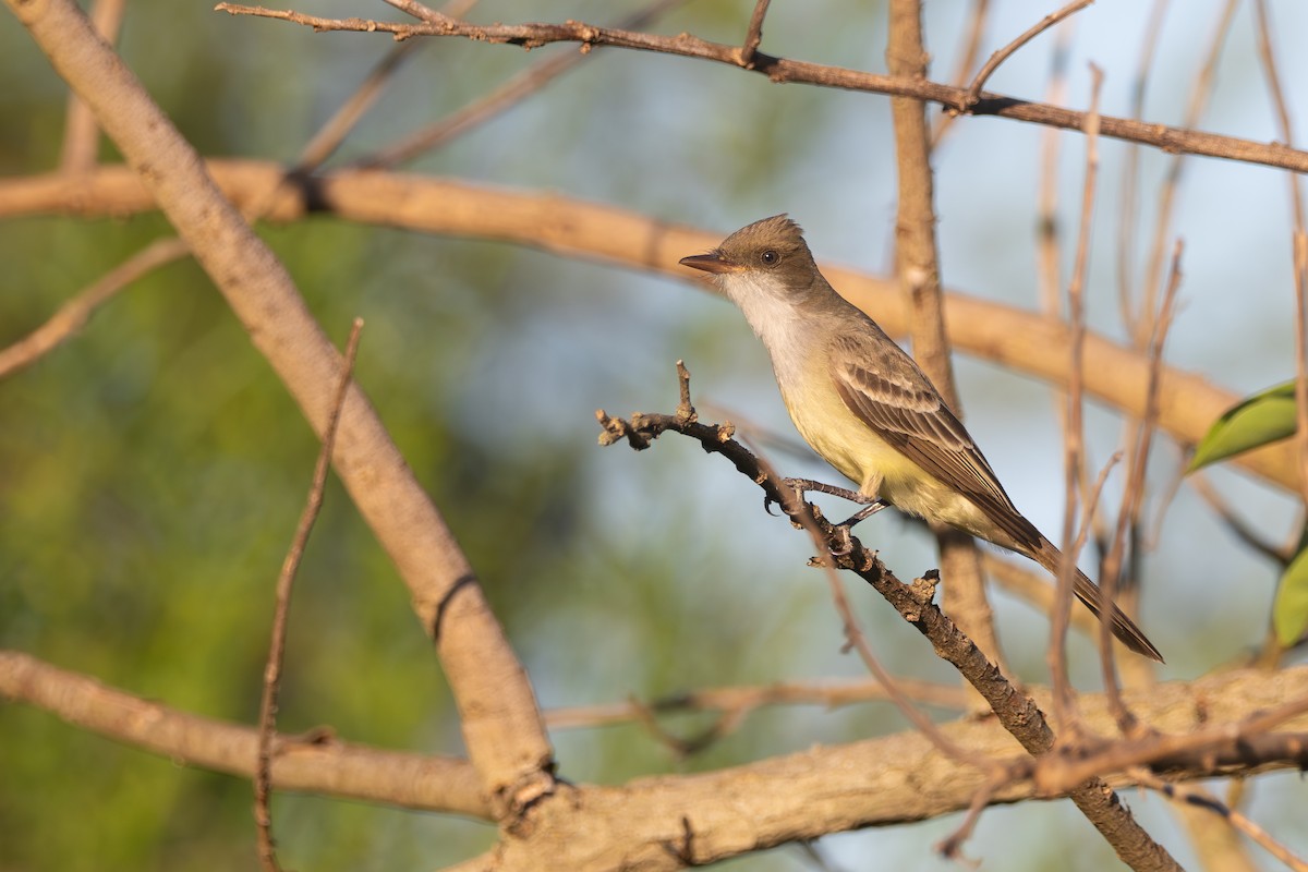 Swainson's Flycatcher - ML645850971
