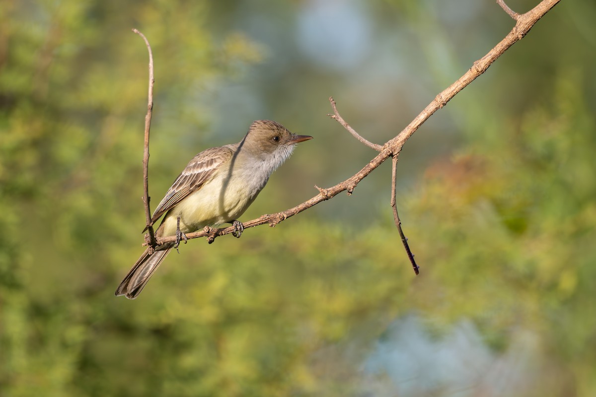 Swainson's Flycatcher - ML645850972