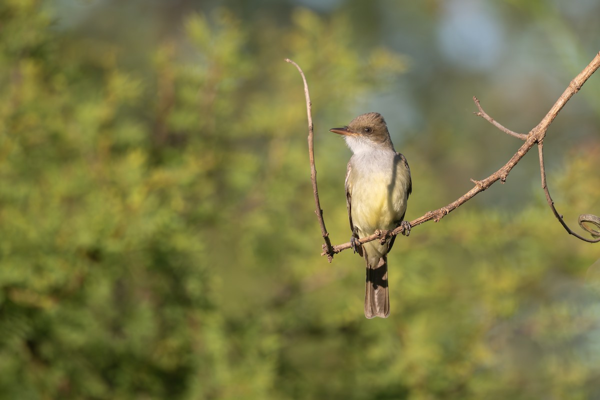 Swainson's Flycatcher - ML645850973