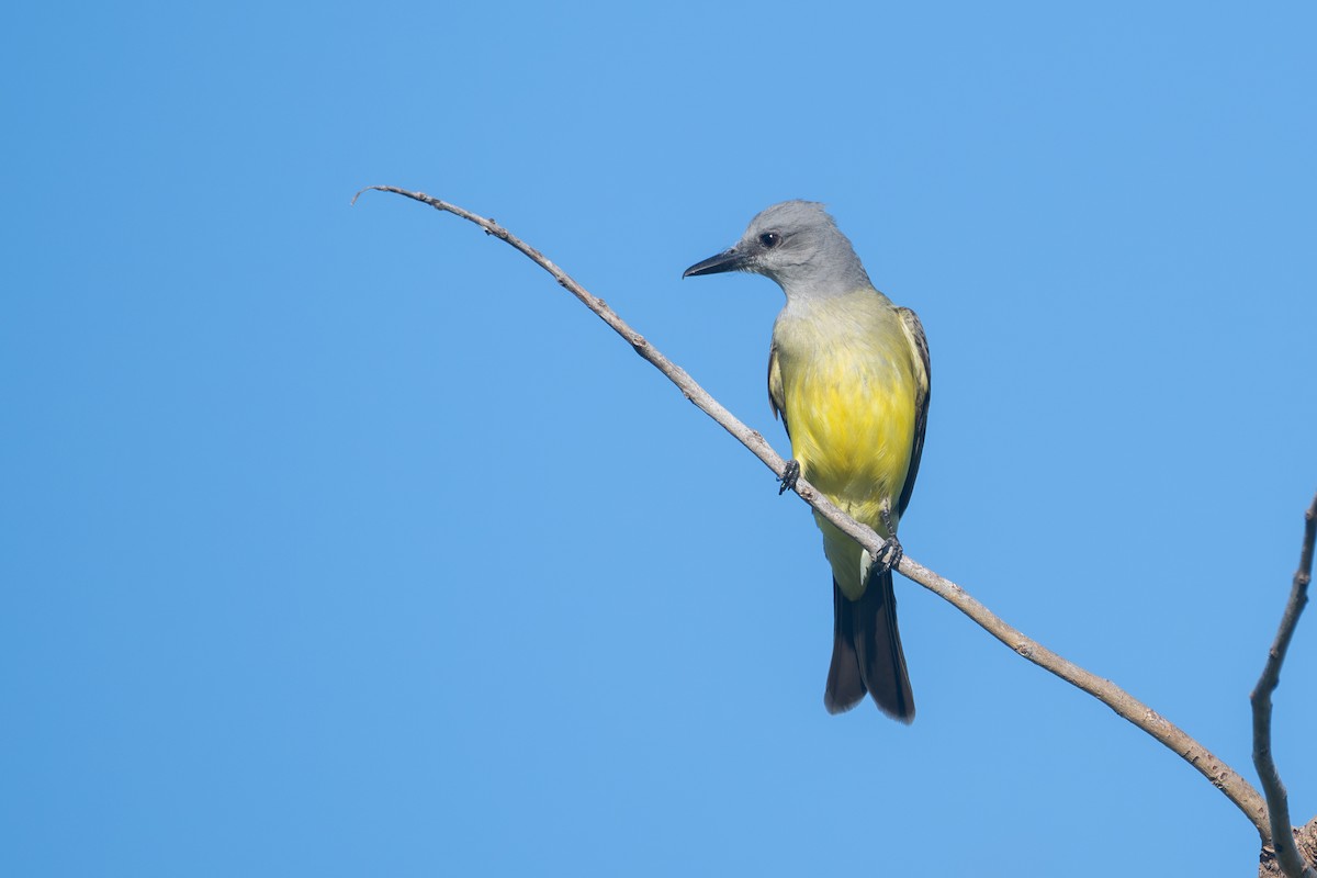 Tropical Kingbird - ML645850978