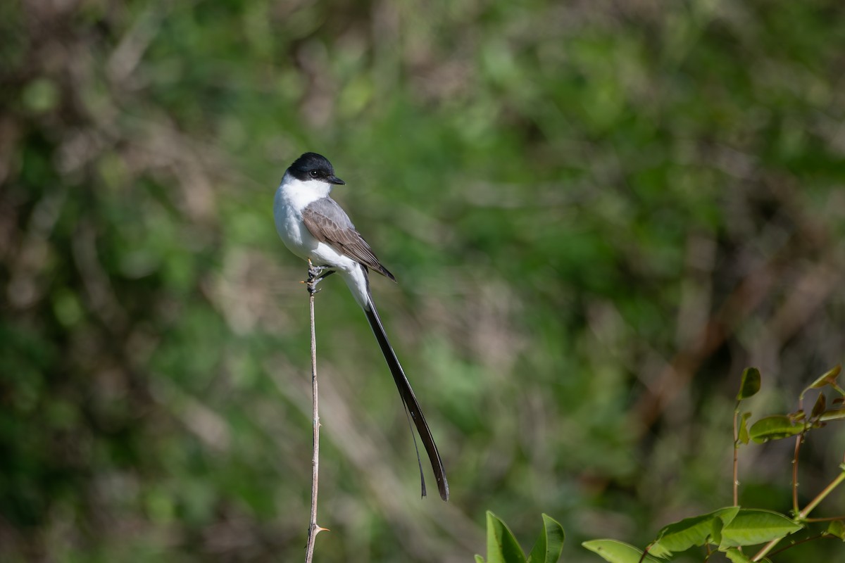 Fork-tailed Flycatcher - ML645850982