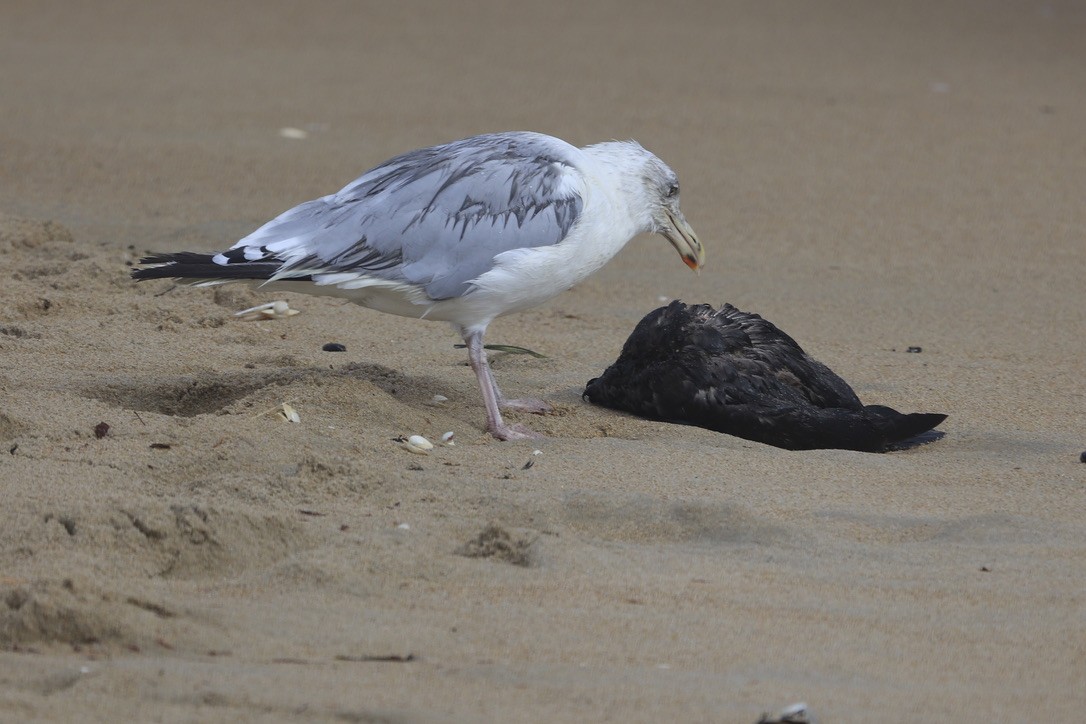 Gaviota Argéntea Americana - ML645850984