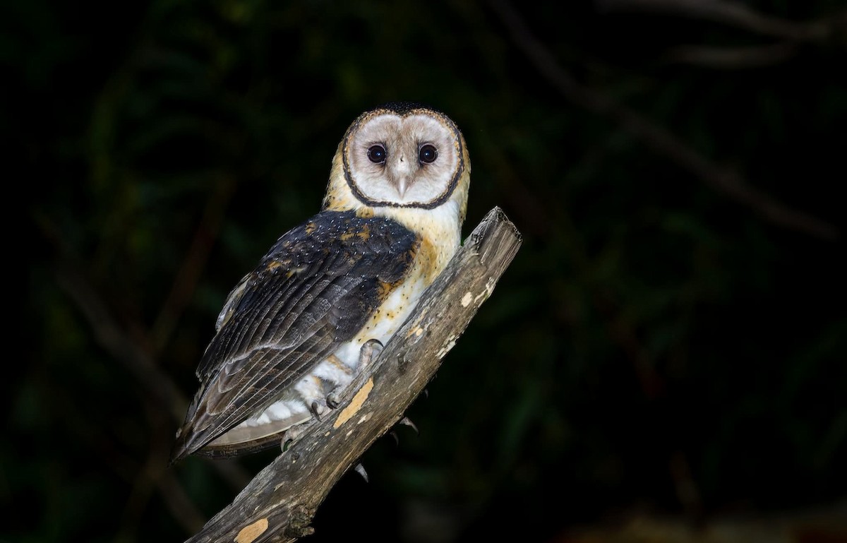 Australian Masked-Owl - ML645850986