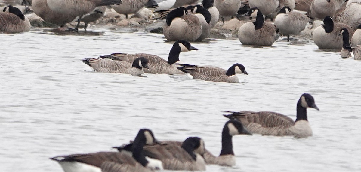 Cackling Goose - ML645850987