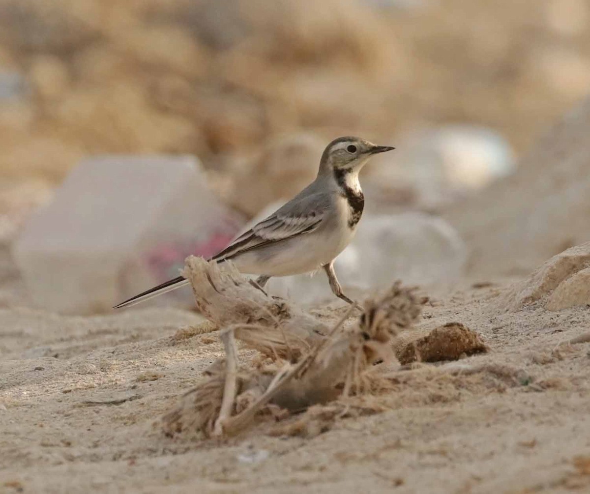 konipas bílý (ssp. alba/dukhunensis) - ML645850988