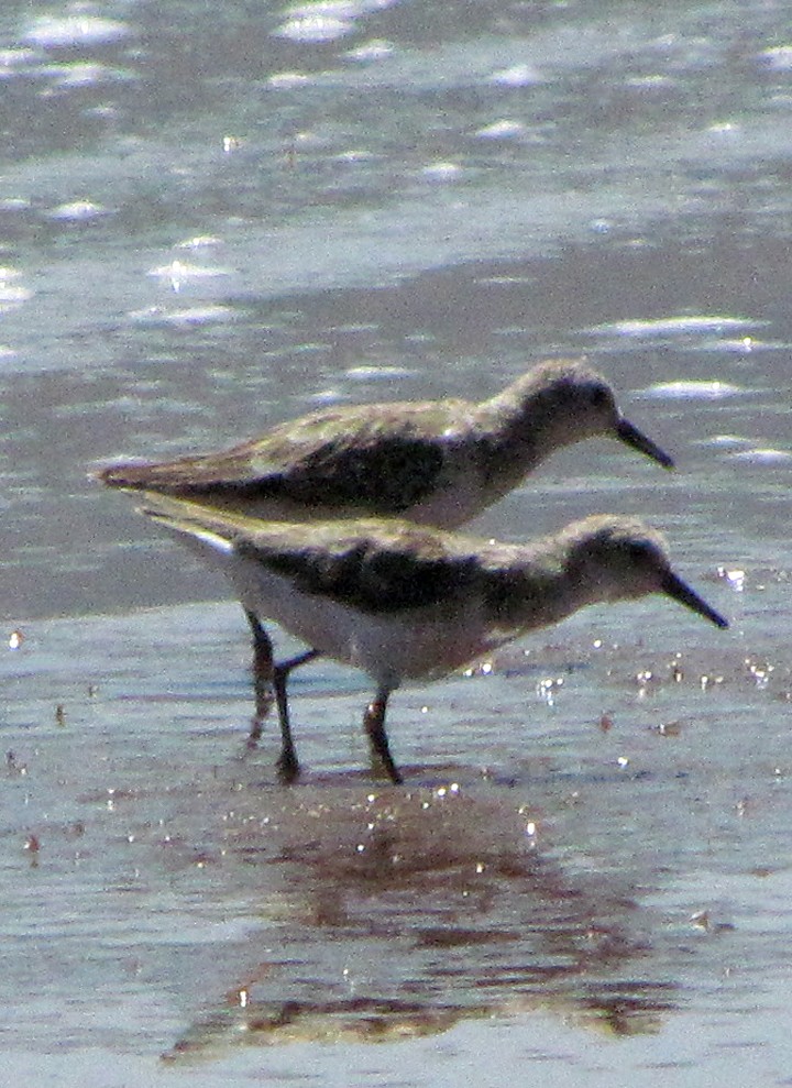 Little Stint - ML645850989