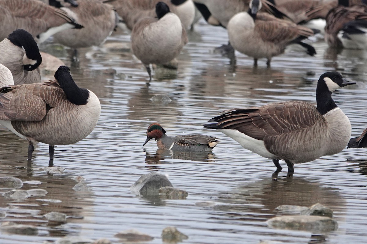 Green-winged Teal - ML645850993