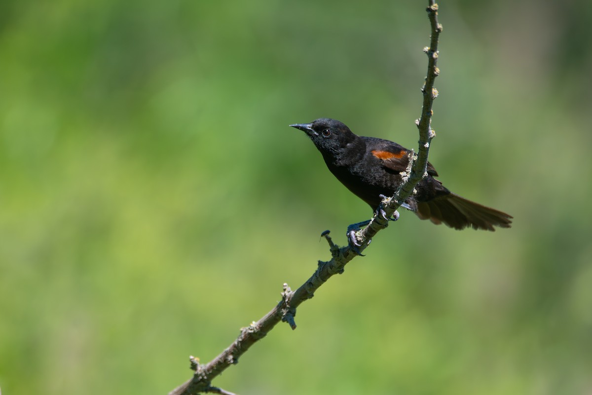 Variable Oriole - ML645850994
