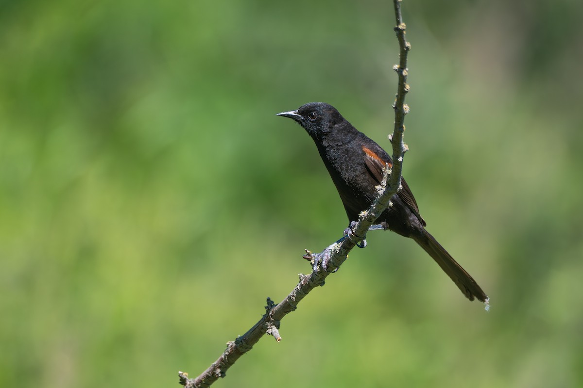 Variable Oriole - ML645850995