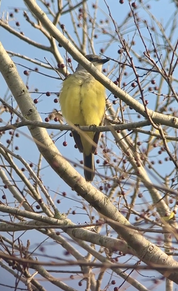 Western Kingbird - ML645850996