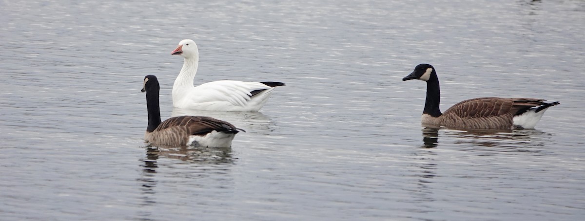 Snow Goose - ML645850998
