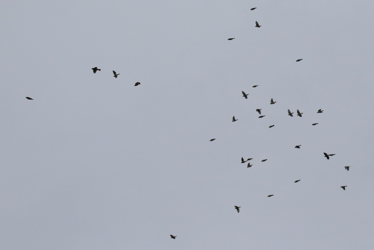 Picogordo Vespertino - ML645850999