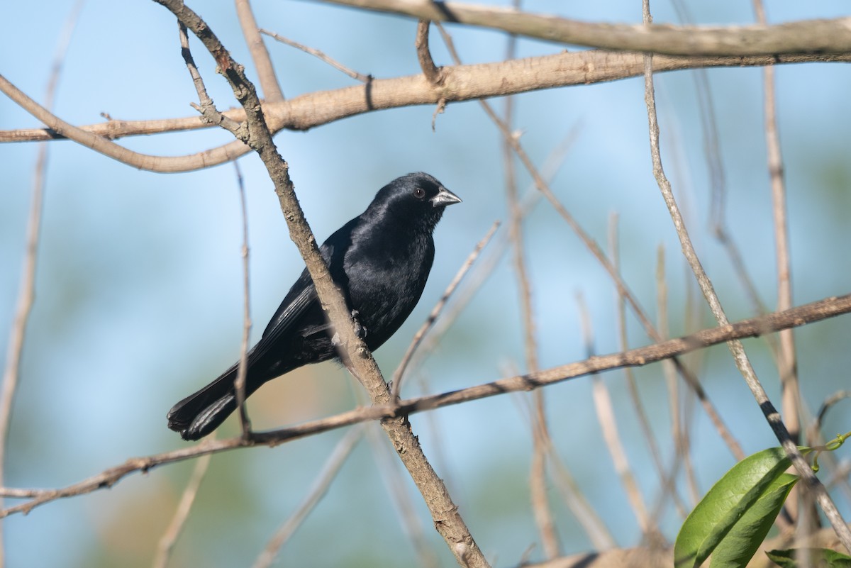 Screaming Cowbird - ML645851002