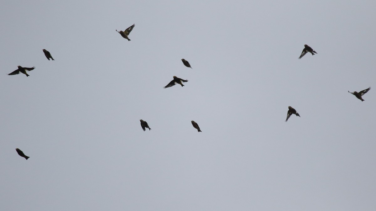 Picogordo Vespertino - ML645851008